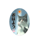 ネコのミミさん（個別スタンプ：7）