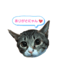 ネコのミミさん（個別スタンプ：15）