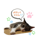 ネコのミミさん（個別スタンプ：16）