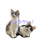 デブしかいねぇ2（個別スタンプ：1）
