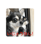 チワワのゆずたん(3)（個別スタンプ：6）