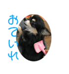 チワワのゆずたん(3)（個別スタンプ：11）