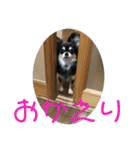 チワワのゆずたん(3)（個別スタンプ：21）