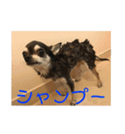 チワワのゆずたん(3)（個別スタンプ：26）