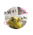 まるいインコのすたんぷ（個別スタンプ：4）