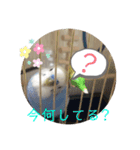 まるいインコのすたんぷ（個別スタンプ：5）