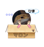 マロン☆♪（個別スタンプ：15）