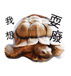 龜桑カメサン（個別スタンプ：1）