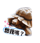 龜桑カメサン（個別スタンプ：11）