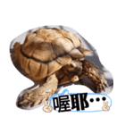 龜桑カメサン（個別スタンプ：14）