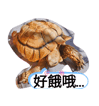 龜桑カメサン（個別スタンプ：17）