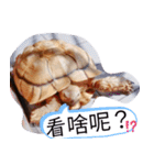 龜桑カメサン（個別スタンプ：18）