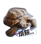 龜桑カメサン（個別スタンプ：24）