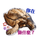 龜桑カメサン（個別スタンプ：30）