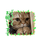 みるくとむてるこ1（個別スタンプ：2）