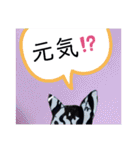 ZEEBRA好きさんの為のスタンプ（個別スタンプ：8）
