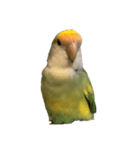コザクラインコのアボカド♂（個別スタンプ：1）