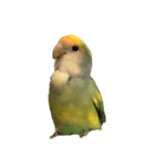 コザクラインコのアボカド♂（個別スタンプ：2）