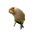 コザクラインコのアボカド♂（個別スタンプ：3）