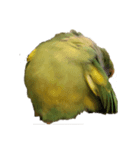コザクラインコのアボカド♂（個別スタンプ：5）