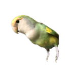 コザクラインコのアボカド♂（個別スタンプ：6）