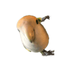 コザクラインコのアボカド♂（個別スタンプ：7）
