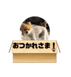 コバのプリンくん（個別スタンプ：1）