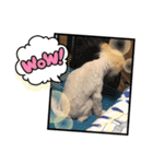 コバのプリンくん（個別スタンプ：5）