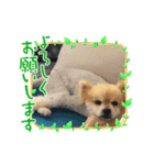 コバのプリンくん（個別スタンプ：6）