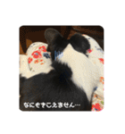 まろんちゃん＆でんくん（個別スタンプ：29）