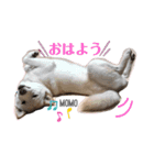 豆柴MOMOの日常編2（個別スタンプ：2）