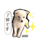 豆柴MOMOの日常編2（個別スタンプ：10）