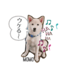 豆柴MOMOの日常編2（個別スタンプ：14）