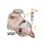 豆柴MOMOの日常編2（個別スタンプ：16）