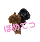もこちまるスタンプ（個別スタンプ：1）