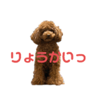もこちまるスタンプ（個別スタンプ：2）