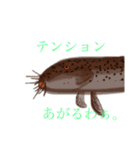 はこふぐものがたり（個別スタンプ：6）
