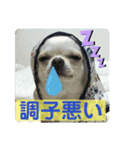 クロとパピー 2019.11（個別スタンプ：1）
