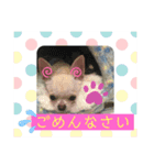 クロとパピー 2019.11（個別スタンプ：4）