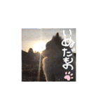 ポメラニアンサラ（個別スタンプ：1）