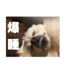 ポメラニアンサラ（個別スタンプ：4）