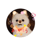 ポメラニアンサラ（個別スタンプ：8）