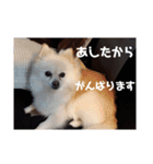 ポメラニアンサラ（個別スタンプ：9）
