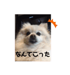 ポメラニアンサラ（個別スタンプ：10）