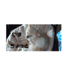ポメラニアンサラ（個別スタンプ：13）
