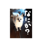 ポメラニアンサラ（個別スタンプ：14）