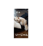 ポメラニアンサラ（個別スタンプ：18）