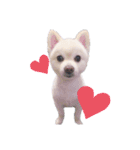 愛犬むさしさん（個別スタンプ：1）