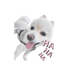 愛犬むさしさん（個別スタンプ：2）