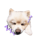 愛犬むさしさん（個別スタンプ：3）